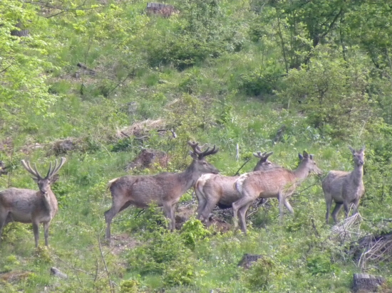 už sa tesia na moje zasedené zemiaky