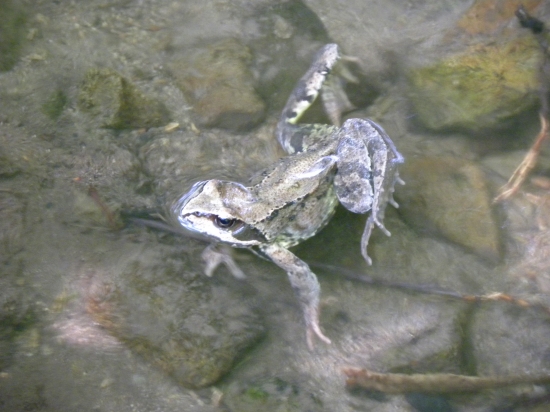 brzdiaca žaba na vode