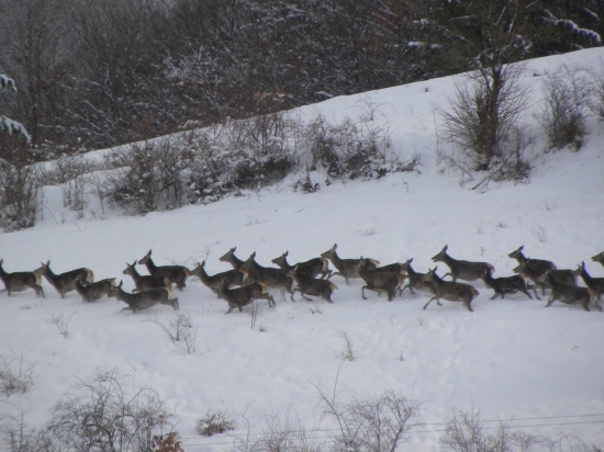 Priamo do nášho revíru 1