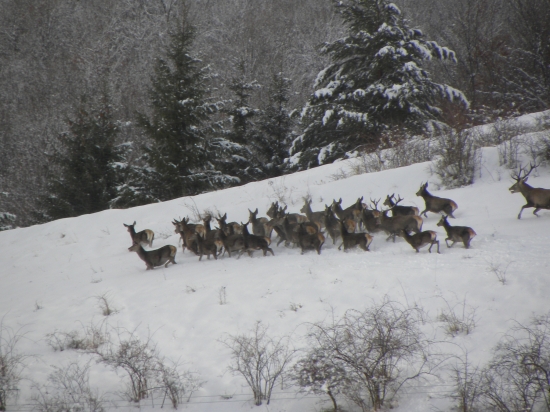 Priamo do nášho revíru 2
