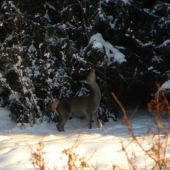 Idem si krk vykrútiť