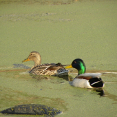 Párik je už na svojom mieste