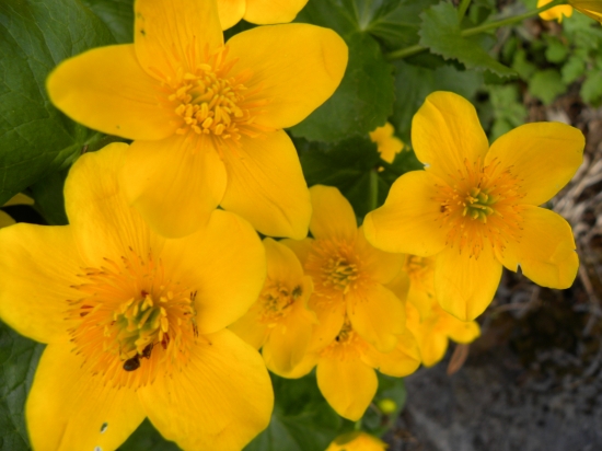 záružlie močiarne