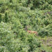 dva skoky a bol preč