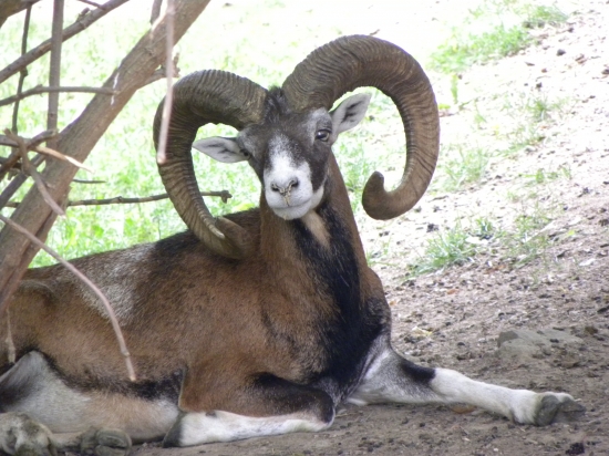 muflón