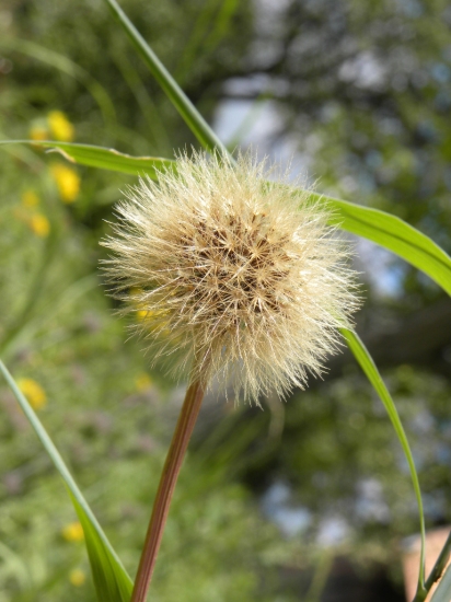 pomaly sa vysievajú