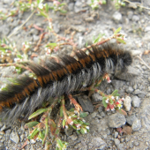 husenica