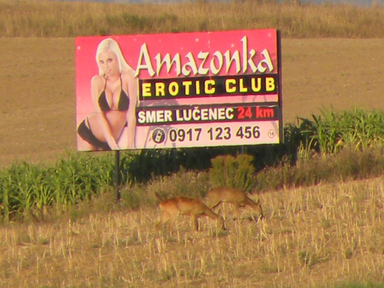 srnčia pod bilbordom