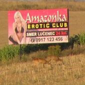 srnčia pod bilbordom