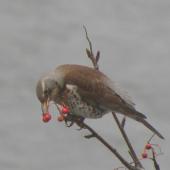 dám si ešťe jednu