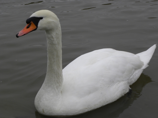 labuť