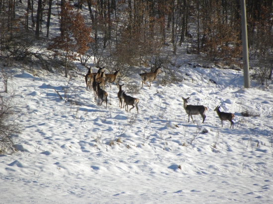 jelenice