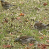 zbierajú čo zostalo