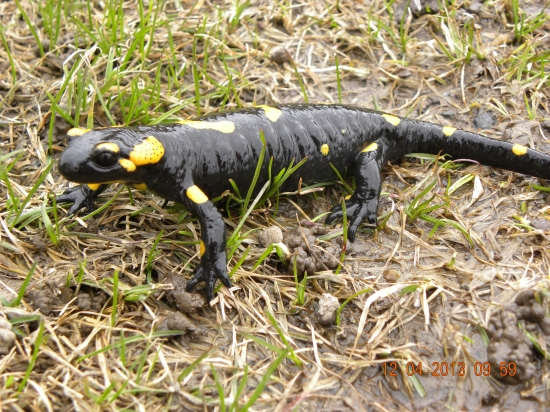 salamandra