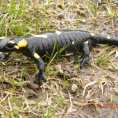 salamandra
