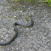 skoro 2 metre