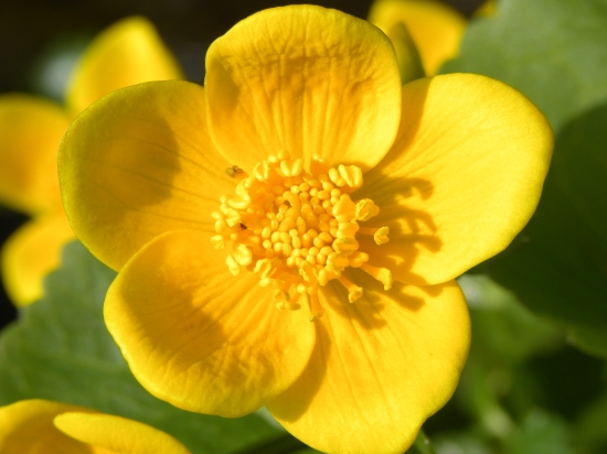 záružlie močiarne