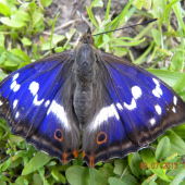motyl