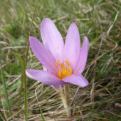jesienka