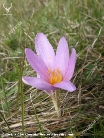 jesienka