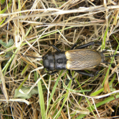 Svrček