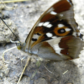 motýl