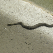 užovka