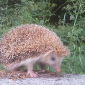 ježko