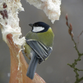 Dobre si sa o mňa postaral