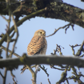 vyžeň na dvor sliepky