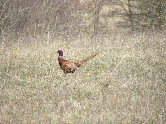 bažant