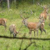 slabšie jedince u nás
