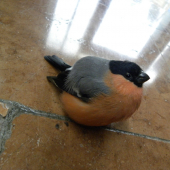 čudo na žel.stanici