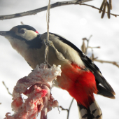 dateľ na potrave pre sýkorky