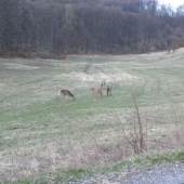 jelenia blízko cesty