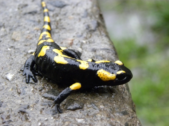 salamandra