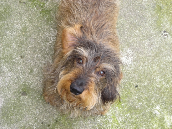 Endy ( IN MEMORIAM )