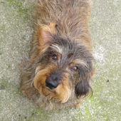 Endy ( IN MEMORIAM )