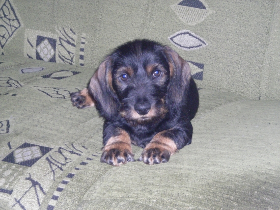 Ahoj. Jmenuji se Luky a jsem hrubosrstý jezevčík a je mi 9 týdnu.