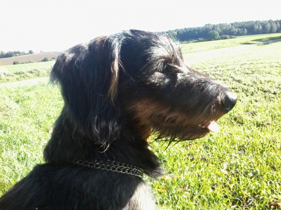 Moudrá hlava jezevčíka- Luky.