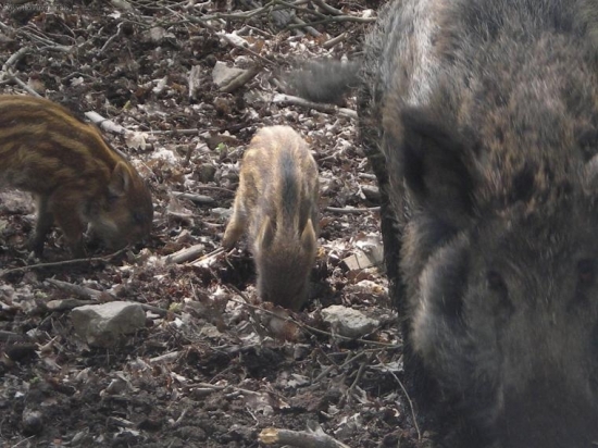 Pod posedem. ( foceno kamerou )