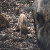 Pod posedem. ( foceno kamerou )