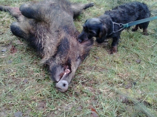 Lukyho prvni prase. 2.