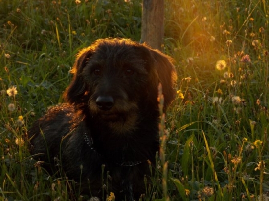 Z večerní čekaný.