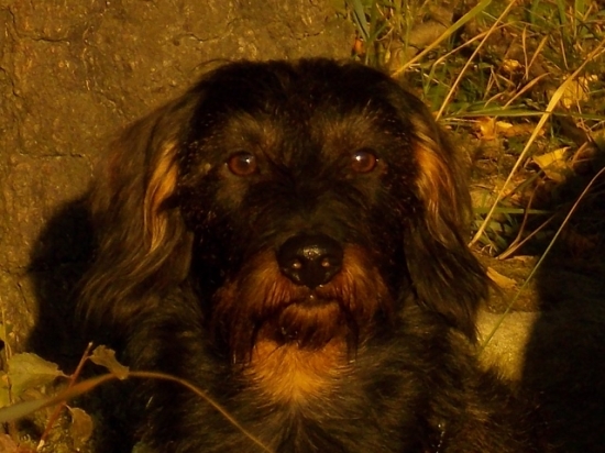 V zapadajícím sluníčku.