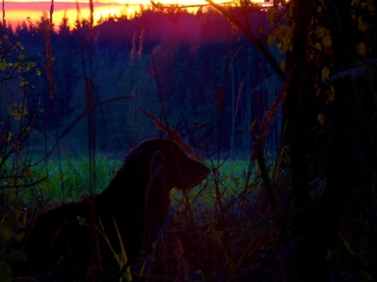 Z večerní čekané.