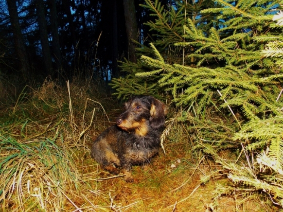 Z večerní čekané.