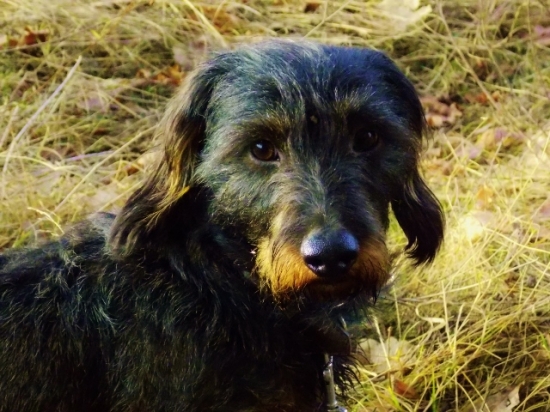 Kamarád nejvěrnější.