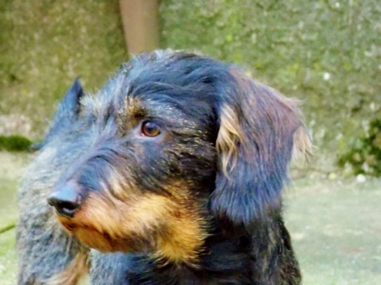 Kamarád nejvěrnější.