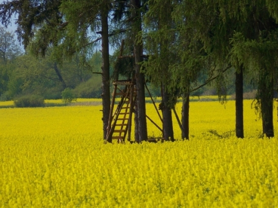 Z večerní šoulačky.